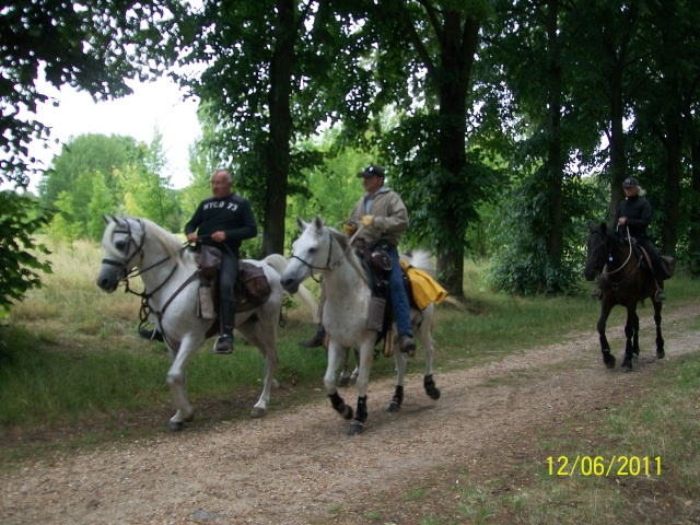 Des chevaux à Versailles Photo301