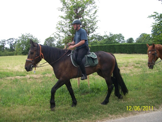 Des chevaux à Versailles Photo302