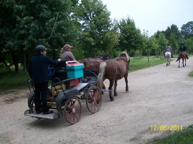 Des chevaux à Versailles Photo310