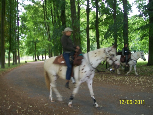 Des chevaux à Versailles Photo312