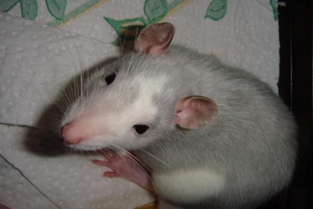 un(e) rat(e) bew en paca Dsc01610