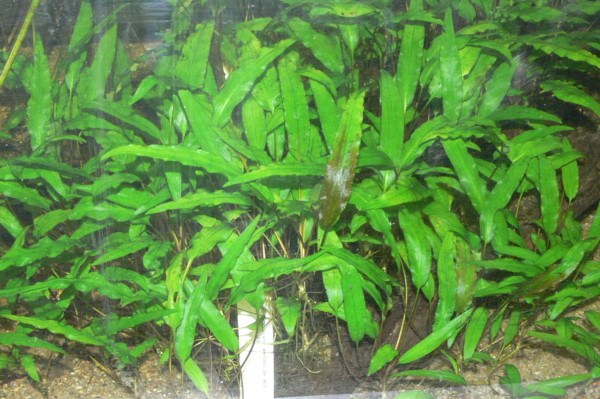 plantes asiatiques Crypto14