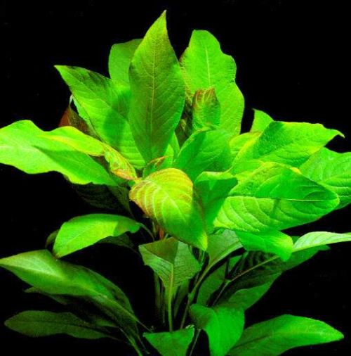 plantes asiatiques Hygrop11