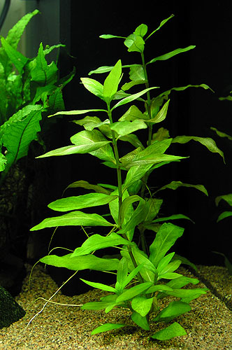 plantes asiatiques Hygrop13