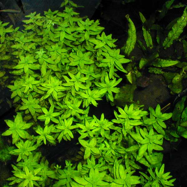 plantes asiatiques Limnop11