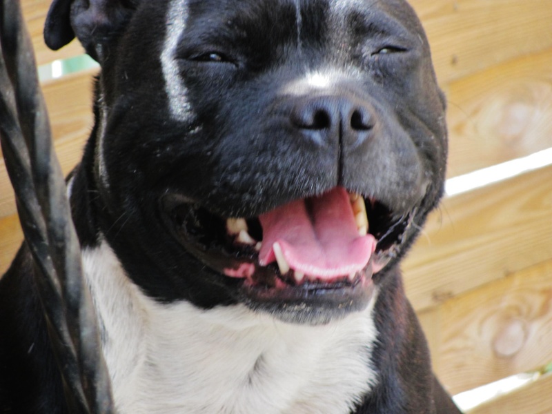 A adopter Aventure femelle staffie - 5 ans  Img_4612