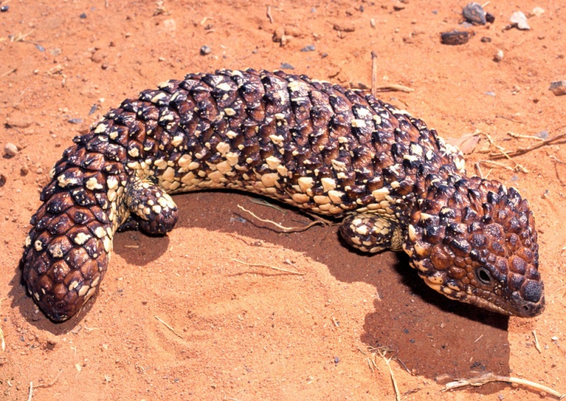 quelques malformation de reptiles en photo. Tiliqu10