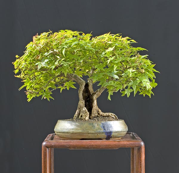 modern shohin display Psc_0620