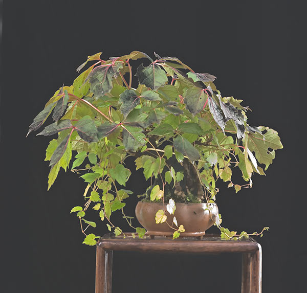 modern shohin display Psc_0623
