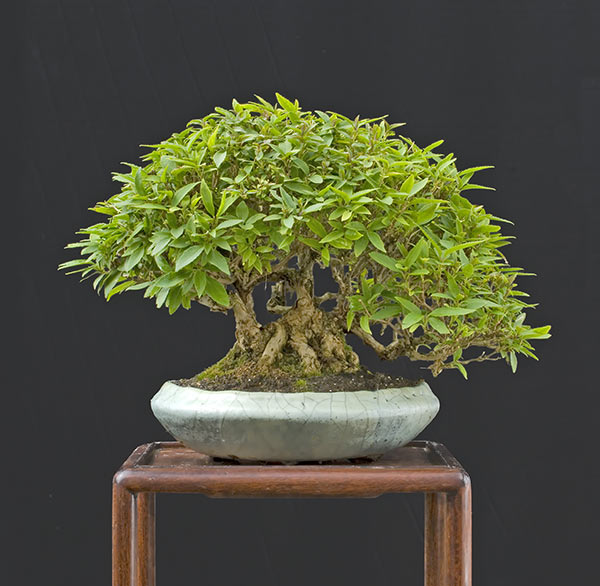 modern shohin display Psc_0628