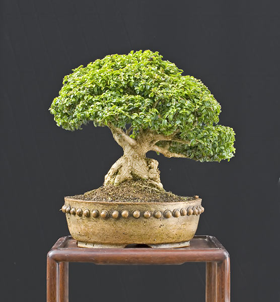 modern shohin display Psc_0631