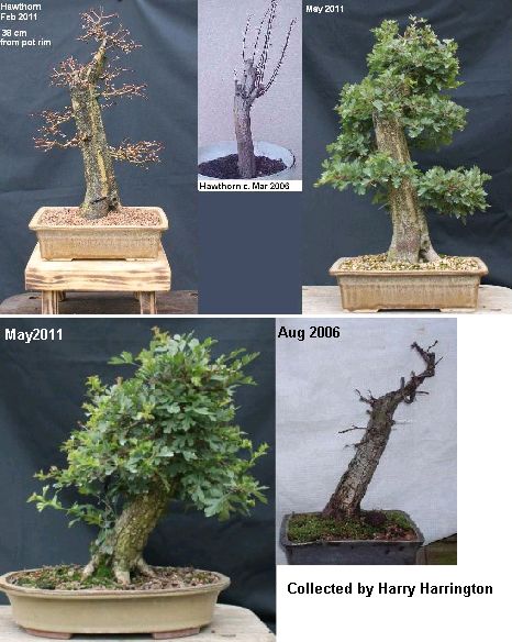 Hawthorn very pre-bonsai Haws_x10