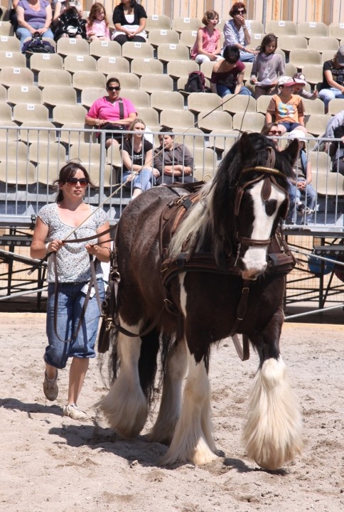 1 er  salon CHEVAL D'AZUR à Fréjus W.E. du 8 mai Img_8010