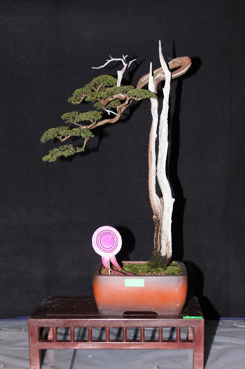 3rd Malaysia Bonsai Carnival-Baeckea Frutescens almost steal the show 20518412