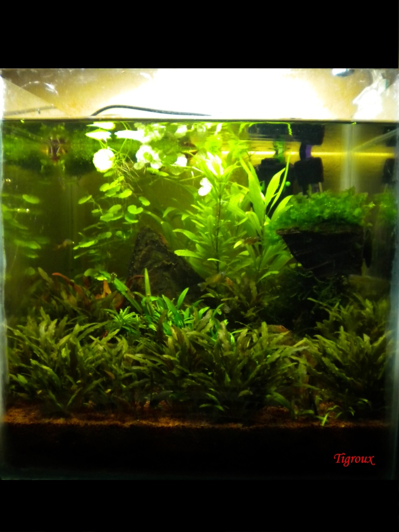 Aquarium 30 litres (nano) - Page 2 Dscn0111