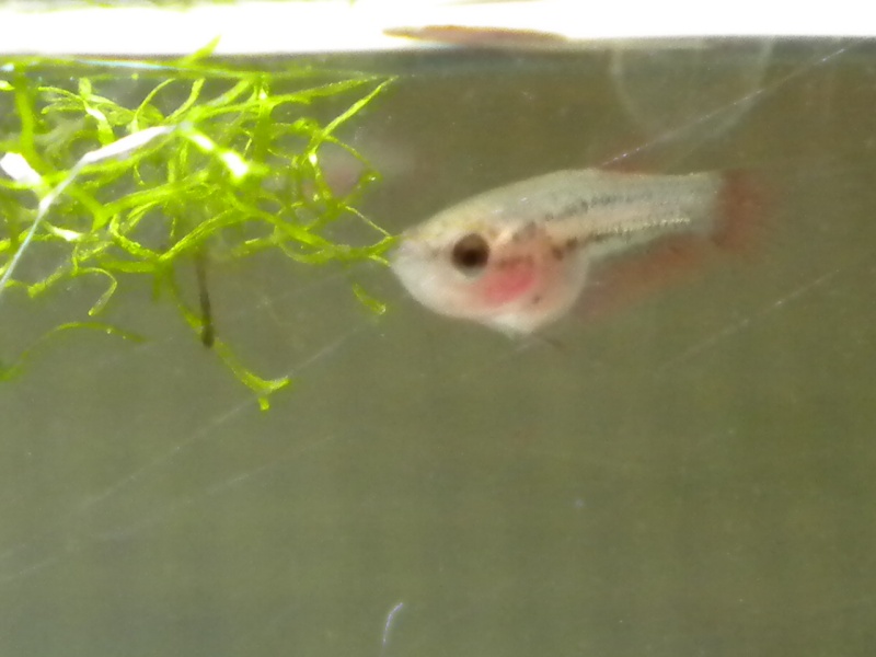 Repro betta crowntail  Rscn0112