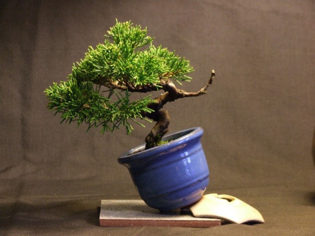 Help for a budding bonsai artist, aged 6!! Junipe10