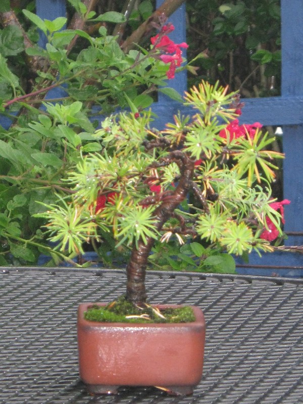 Help for a budding bonsai artist, aged 6!! Mini_l10