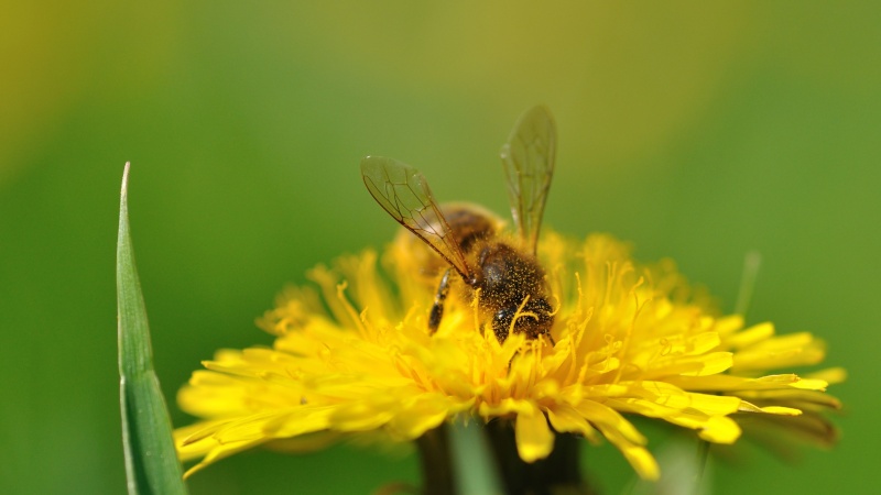 Macros du jour Dsc_9110