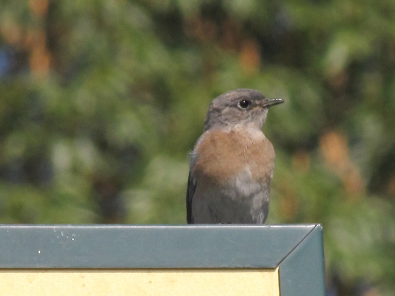 identification oiseau Californie Mariag11