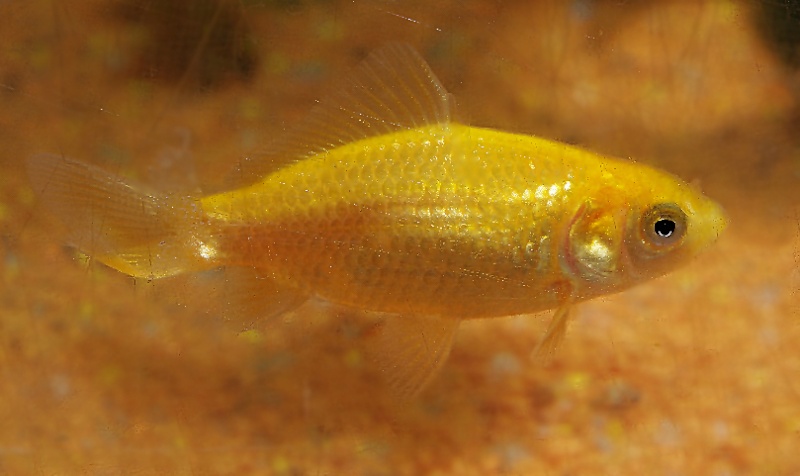 Carassius auratus, "le poissons rouge" si mal traité ! Carass10