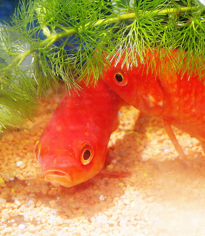 Carassius auratus, "le poissons rouge" si mal traité ! Carass11