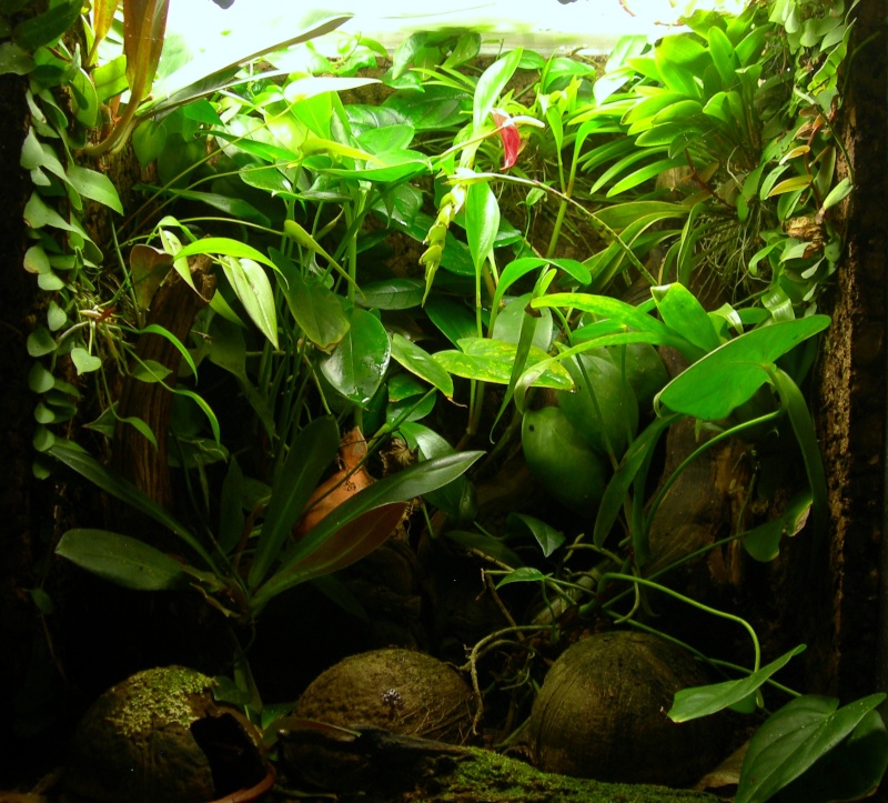 Evolution de la végétation en terrarium Dscn2914