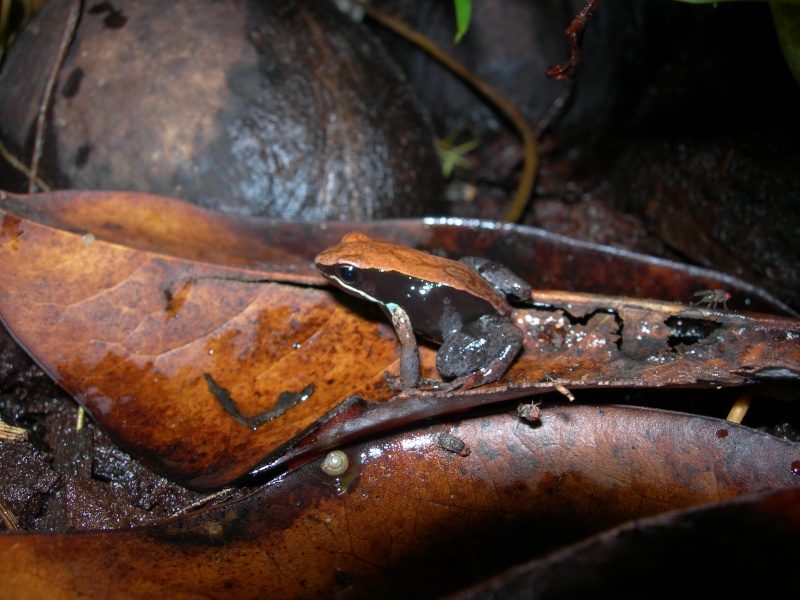 Mantella ebenaui Dscn3211