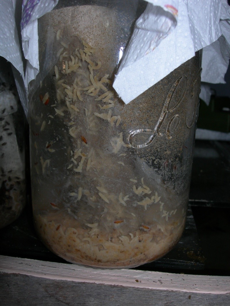 les drosophiles ou mouches du vinaigre Dscn3218