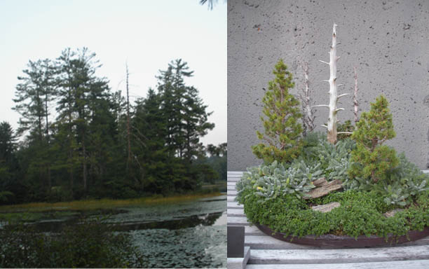 Ashville arboretum bonsai Bonsai12