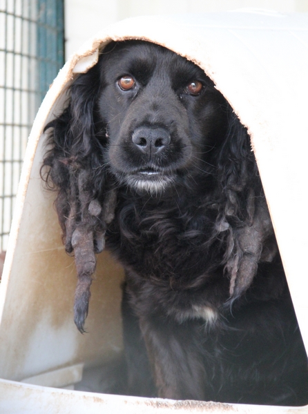 TOBY - x epagneul noir 7 ans (6 ans de refuge) LDAS à Neuville sur Sarthe (72) 0905_120