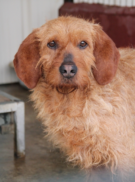 Urgent : VICK, fauve de bretagne, 12 ans - LDAS (72)  FB 0905_211