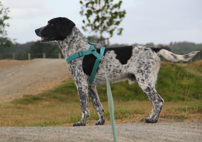 DIGGY - x braque 6 ans  (4 de refuge)- LDAS à Neuville sur Sarthe (72) 2605_411