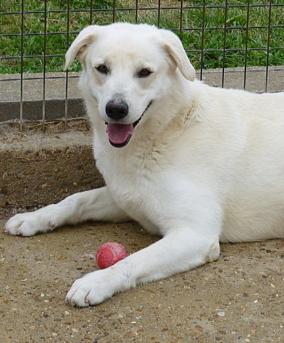 adoptez moi - CHAMAN - x labrador blanc 8 ans  (6 ans de refuge)- LDAS à Neuville sur Sarthe (72) Chaman18