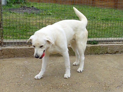 adoptez moi - CHAMAN - x labrador blanc 8 ans  (6 ans de refuge)- LDAS à Neuville sur Sarthe (72) Chaman19