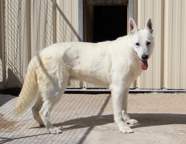 WOLF BERGER BLANC SUISSE 10 ANS DONT 6 DE REFUGE LDAS 72 Img_1016