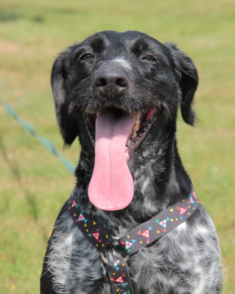 Caline, croisé setter griffon 5 ans (72)  FB Img_6324