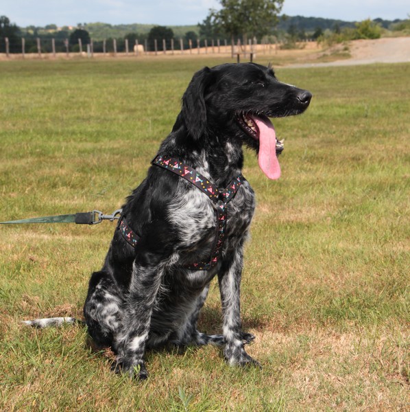 Caline, croisé setter griffon 5 ans (72)  FB Img_6326