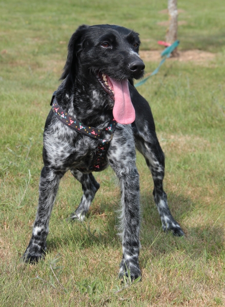 Caline, croisé setter griffon 5 ans (72)  FB Img_6329