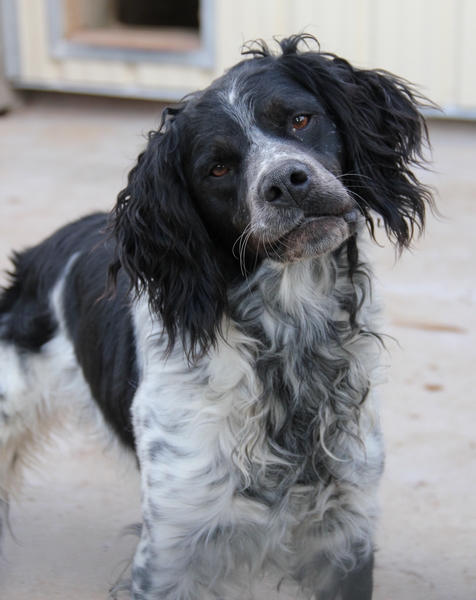 72 - Billy, épagneul breton, 4 ans Lda_1321