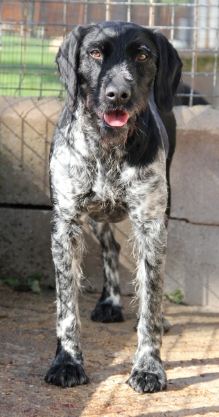 Caline, croisé setter griffon 5 ans (72)  FB Ldas_534