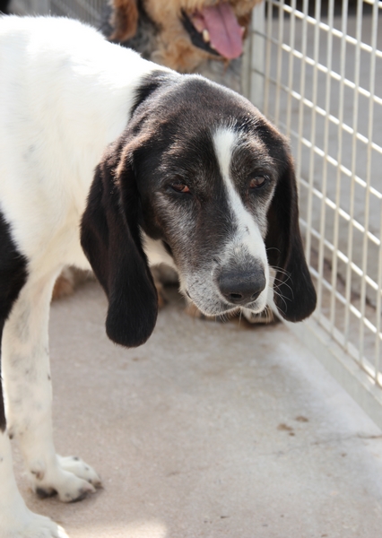 YOUPY, croisé beagle/épagneul mâle, 4 ans (72) Youpy10