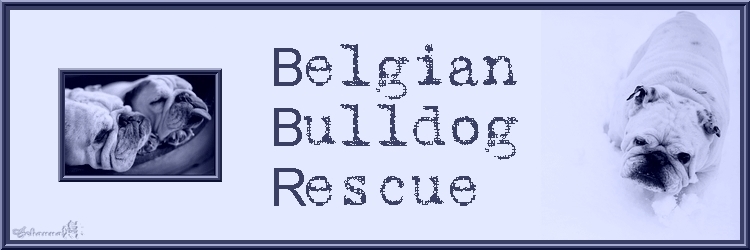 Belgian Bulldog Rescue
