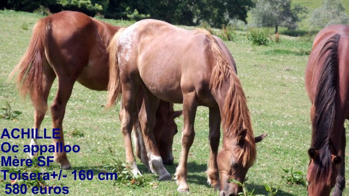 grosse urgence arret d un elevage de chevaux dans le 22 risquent boucherie Achill10