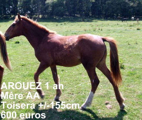 grosse urgence arret d un elevage de chevaux dans le 22 risquent boucherie Arouez10