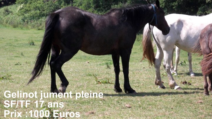 grosse urgence arret d un elevage de chevaux dans le 22 risquent boucherie Gelino10