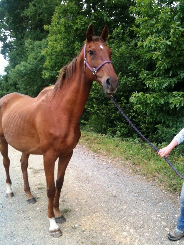 dpt 35 picoletta jument pur sang de 17 ans Pico111