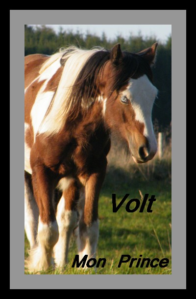 Volt et Vasco:des nouvelles photos p3 Volt1011