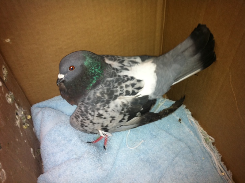 Pigeon with broken or dislocated wing !!! 00710