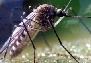 Comment se protéger des moustiques ? Mousti10